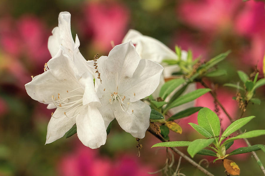 White Azaleas on Pink Photograph by Betty Eich