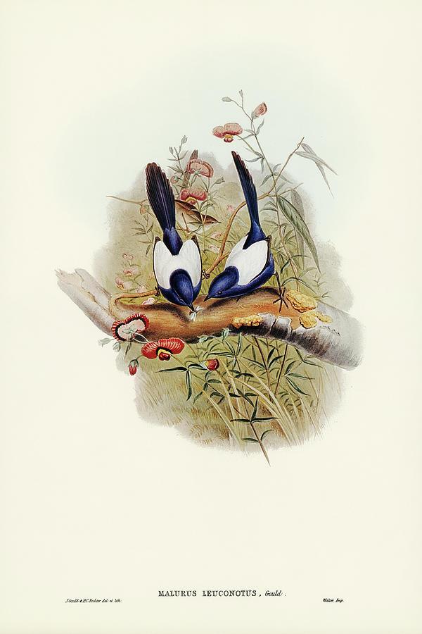 John Gould Drawing - White-backed Superb Warbler, Malurus leuconotus by John Gould