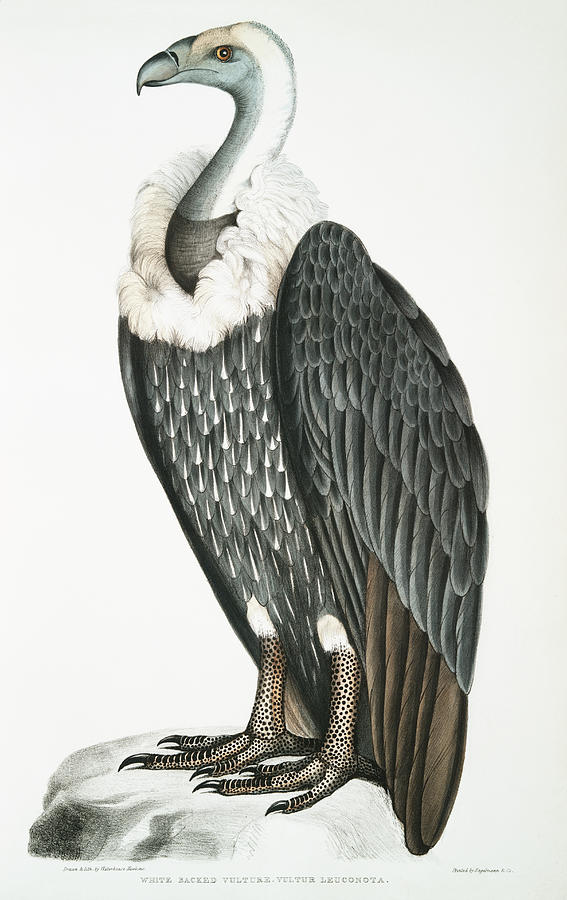 White-backed Vulture  Mixed Media by World Art Collective