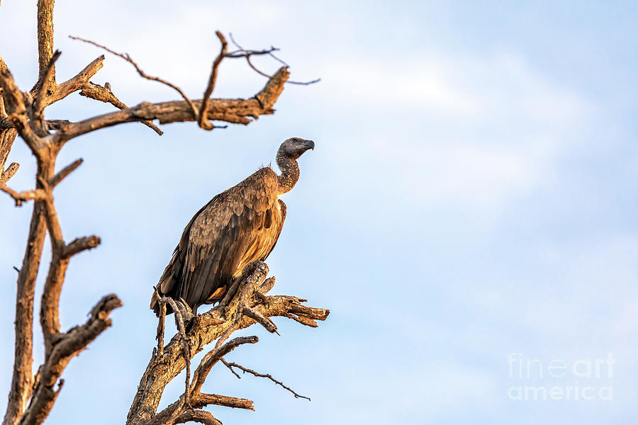 White-backed vulture, Gyps africanus, perched on a dead tree. Kruger National Park, South Africa. Photograph by Jane Rix