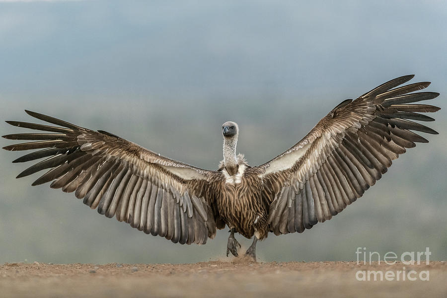 vulture wingspan