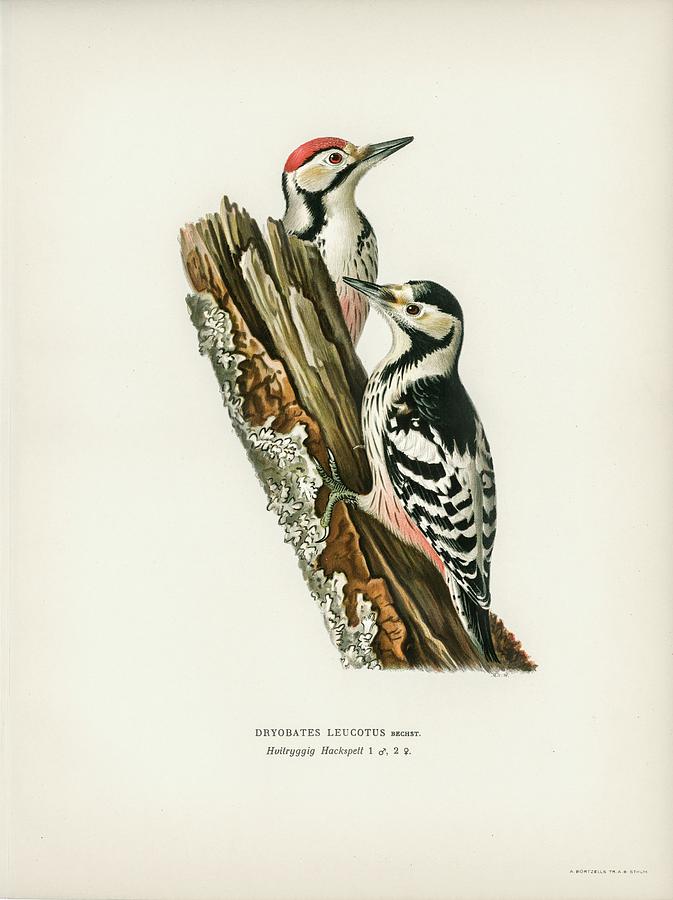 Woodpecker Mixed Media - White-backed Woodpeckers by World Art Collective