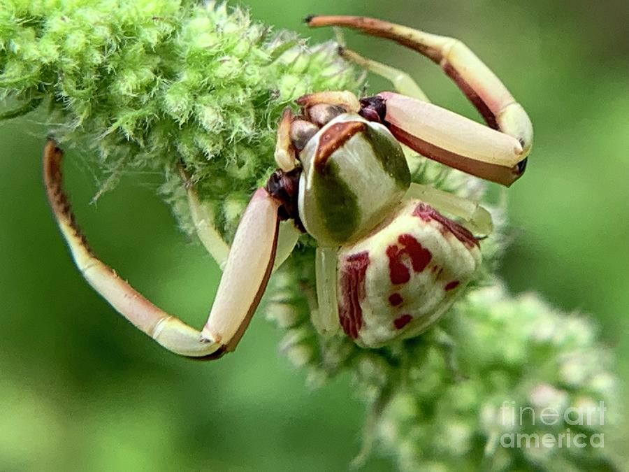 White Banded Crab Spider Photograph by Catherine Wilson