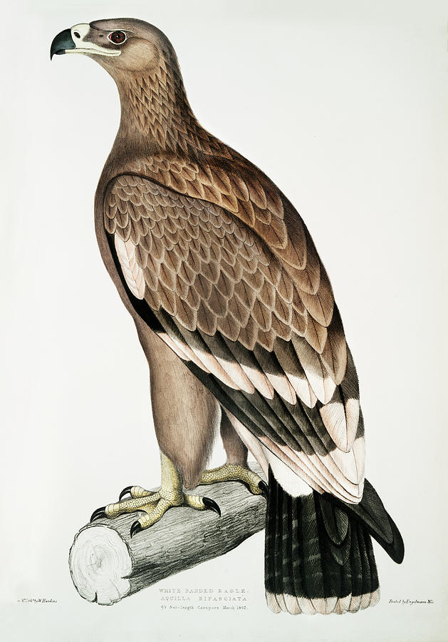 White-banded Eagle Mixed Media by World Art Collective
