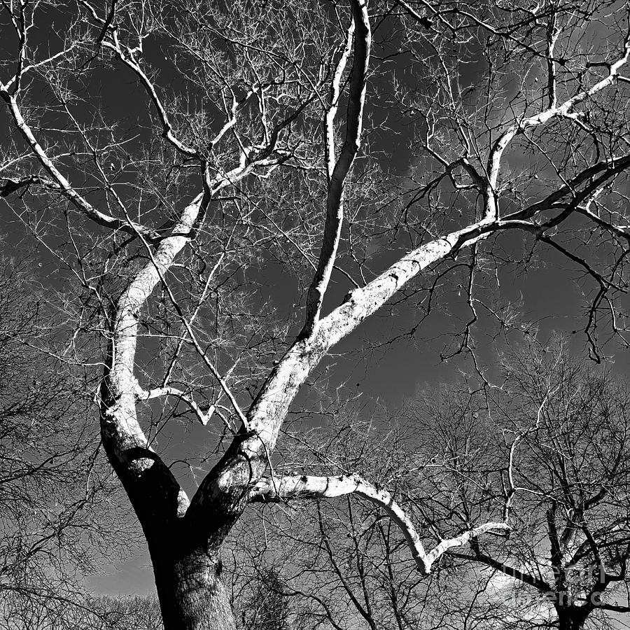 White Bark In Black And White Photograph by Frank J Casella White Bark In Black And White Photograph by Frank J Casella