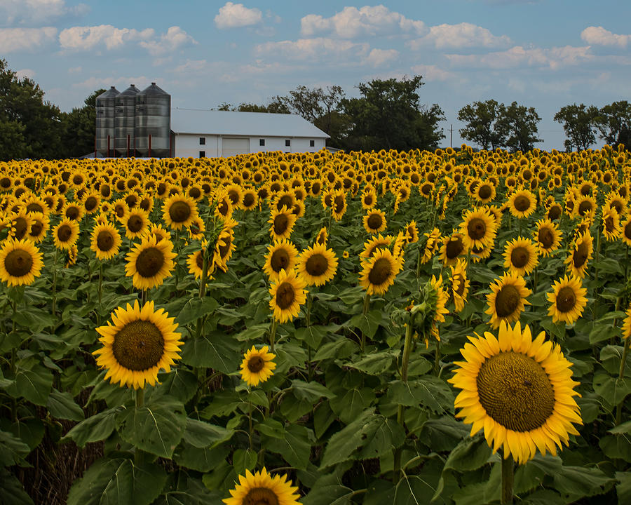 White Barn In The Sunflower Field Photograph By Jackie Eatinger Pixels
