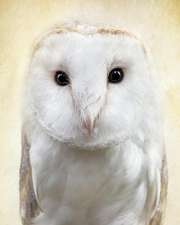 White barn owl Painting by Laura Berman