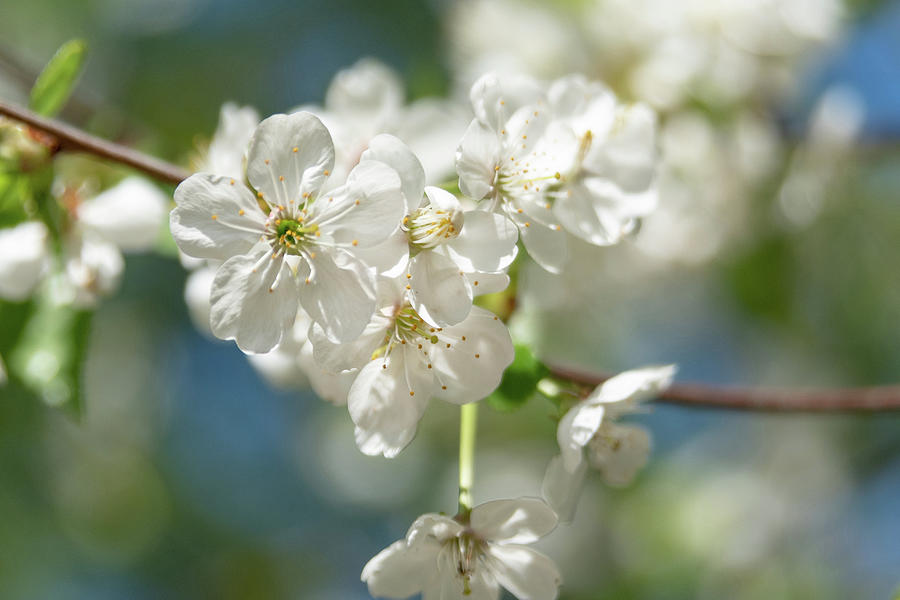 White beautiful flowers Photograph by Dmitrii Petrenko - Fine Art America