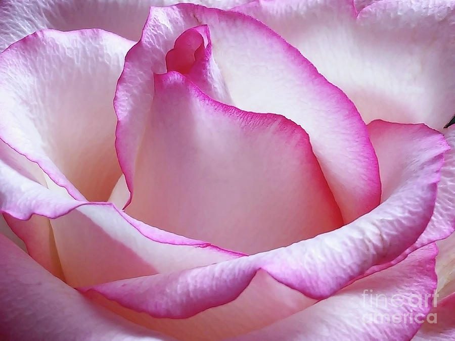 White Beauty With Pink Photograph by Jasna Dragun