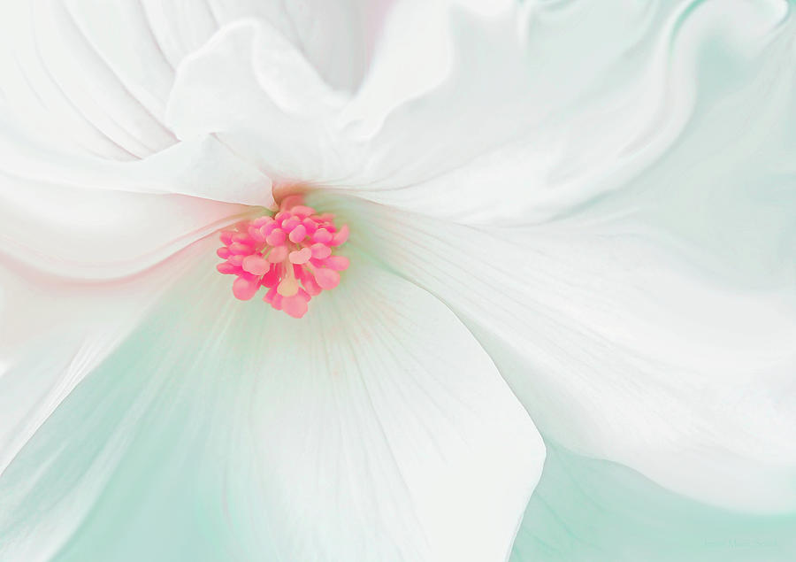 Summer Photograph - White Begonia Flower Abstract  by Jennie Marie Schell