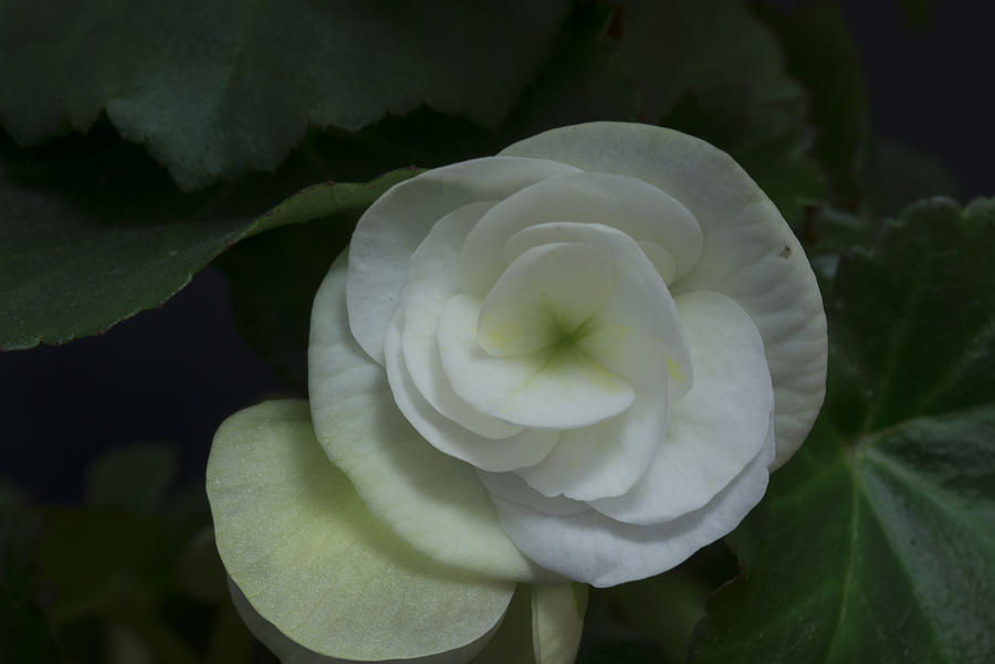 White begonia Photograph by LourdesPhotography