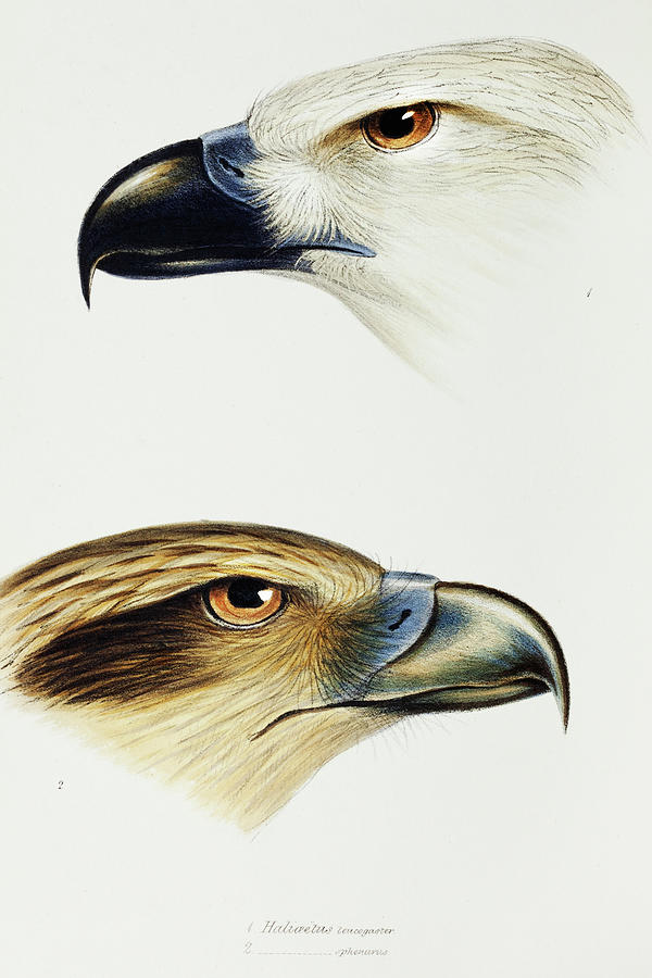 John Gould Drawing - White-bellied sea eagle and Whistling kite by John Gould