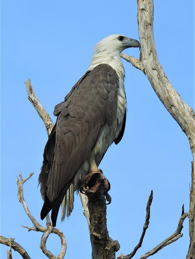 White-bellied sea eagle Photograph by Athol KLIEVE - Fine Art America