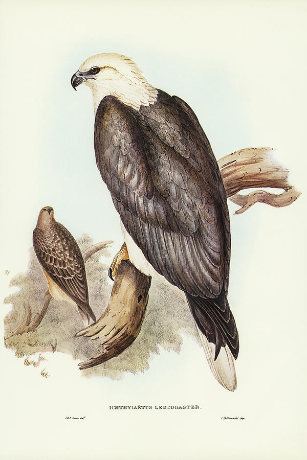 John Gould Drawing - White-bellied Sea Eagle, Ichthyiaetus leucosternus by John Gould
