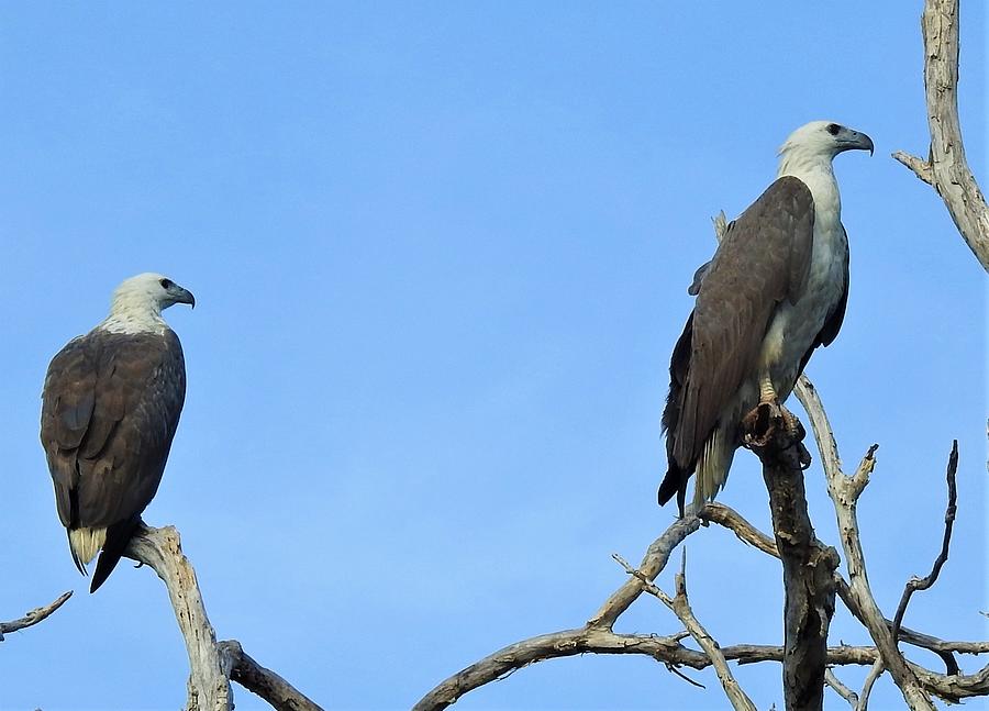 White-bellied Sea Eagles Photograph By Athol Klieve - Fine Art America