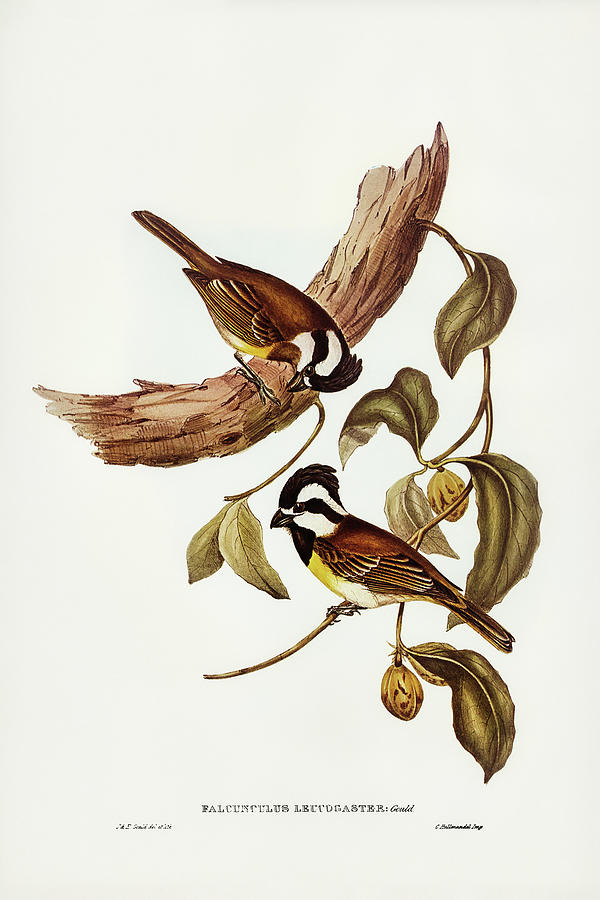 White-bellied Shrike-Tit, Falcunculus leucogaster Drawing by John Gould ...