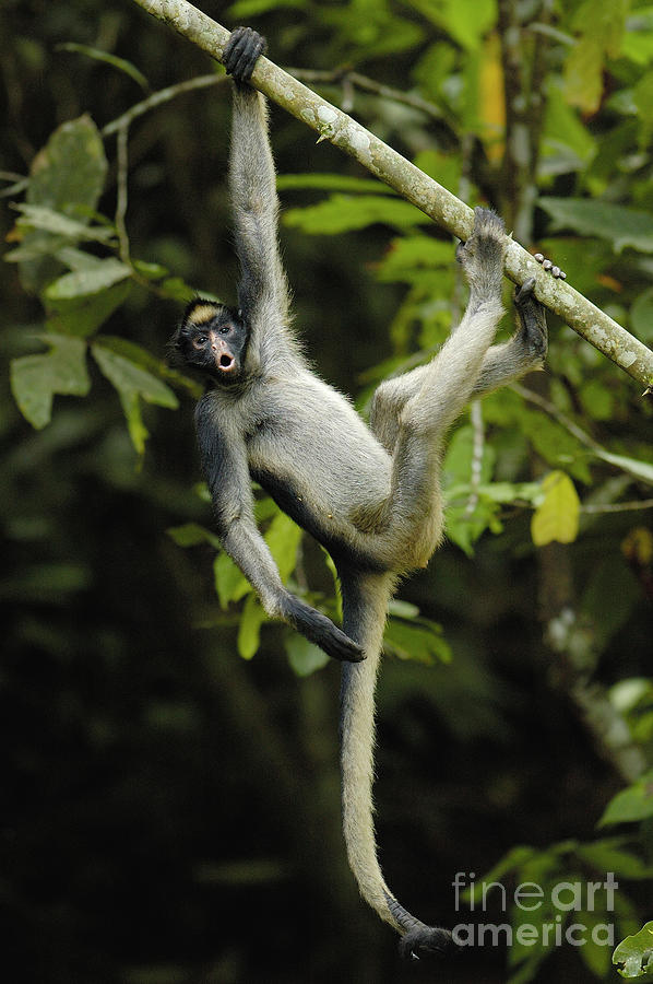 White-bellied Spider Monkey Calling Photograph by Pete Oxford