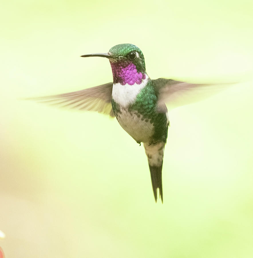 White-bellied Woodstar Photograph by Thomas Kaestner | Pixels