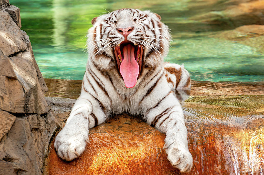 angry white tiger eyes