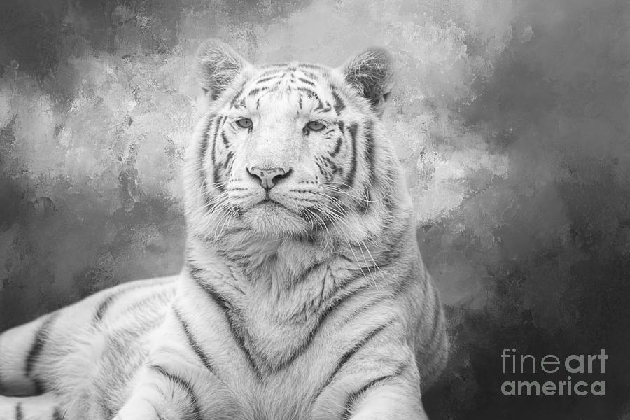 White Bengal Tiger BW Photograph By Elisabeth Lucas | Fine Art America