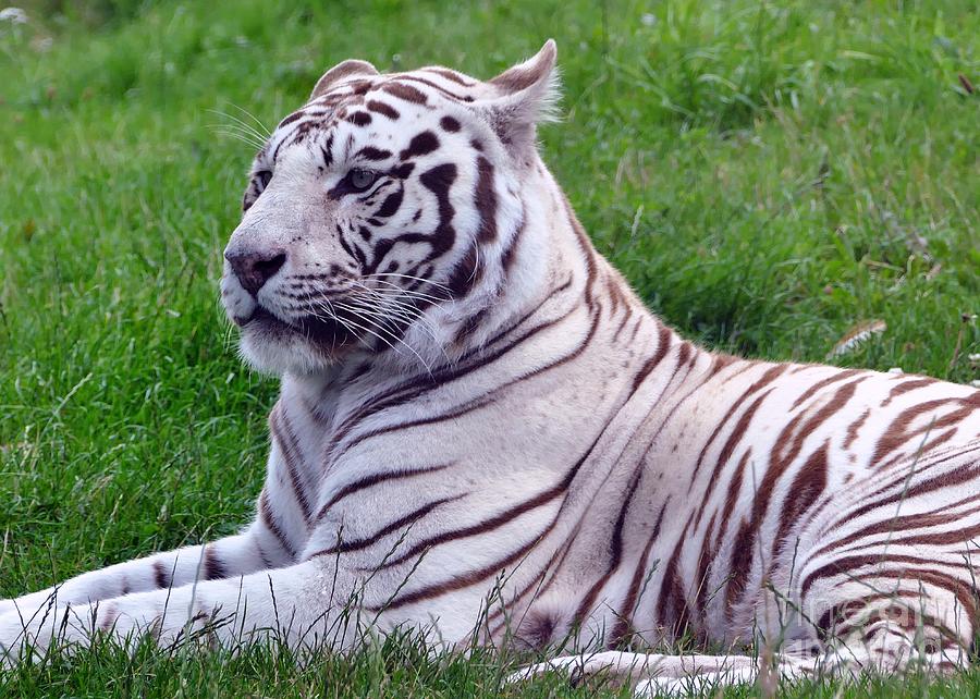 White Bengal Tiger Photograph by Inspired Images | Fine Art America