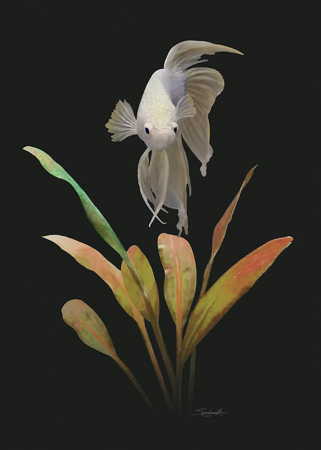 Fish Digital Art - White Betta by M Spadecaller