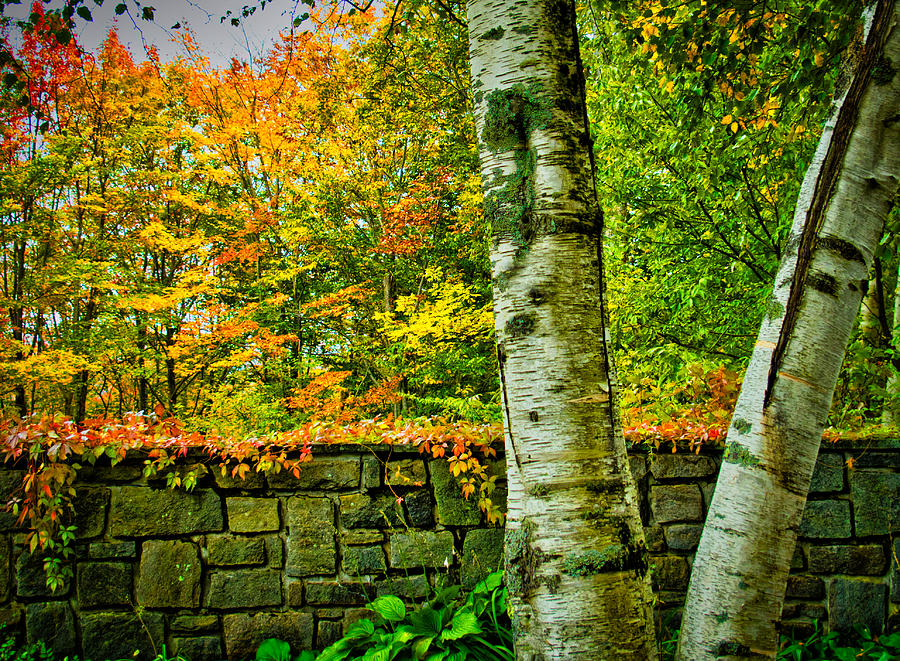 White Birch Autumn Scene Photograph by Judy Cuddehe