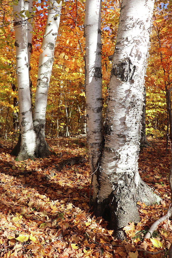 White Birch Fall Colors Photograph by David T Wilkinson