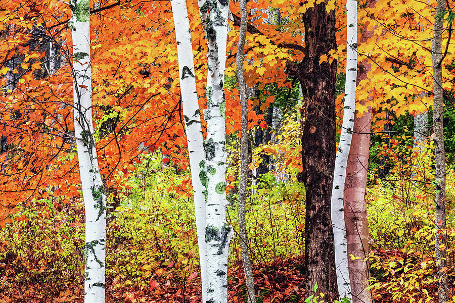 White Birch in Autumn 34A5033 Photograph by Greg Hartford