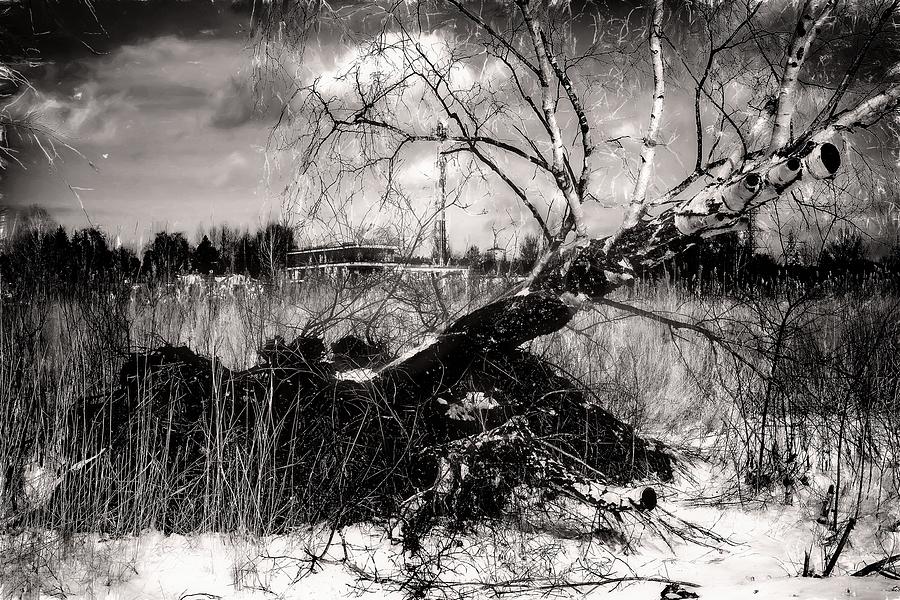 White Birch Or Desire to Live  Photograph by Aleksandrs Drozdovs