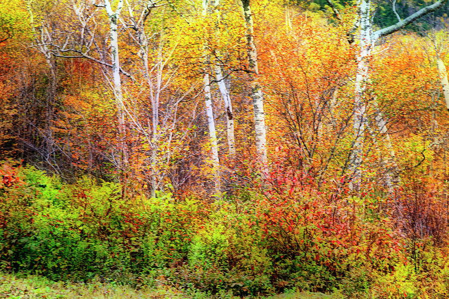 White Birch Surrounded By Colorful Fall  Photograph by Betty Pauwels