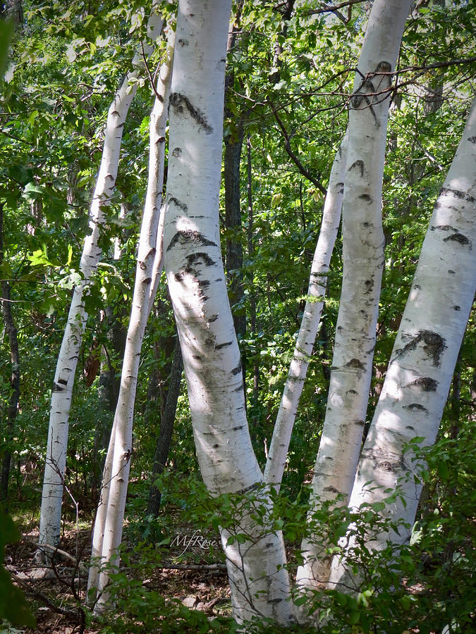 White Birch Trees Trunks Photograph by Maureen Rose - Fine Art America