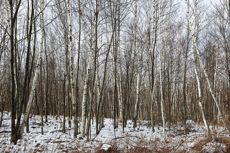 Winter Photograph - White Birch Winter by Karol Livote