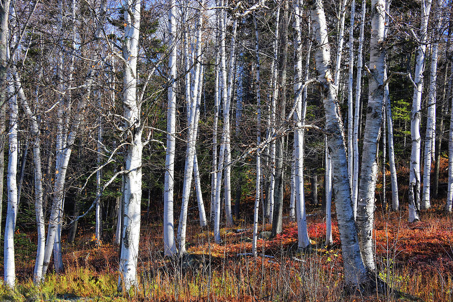 White Birches in NH Photograph by Tricia Marchlik