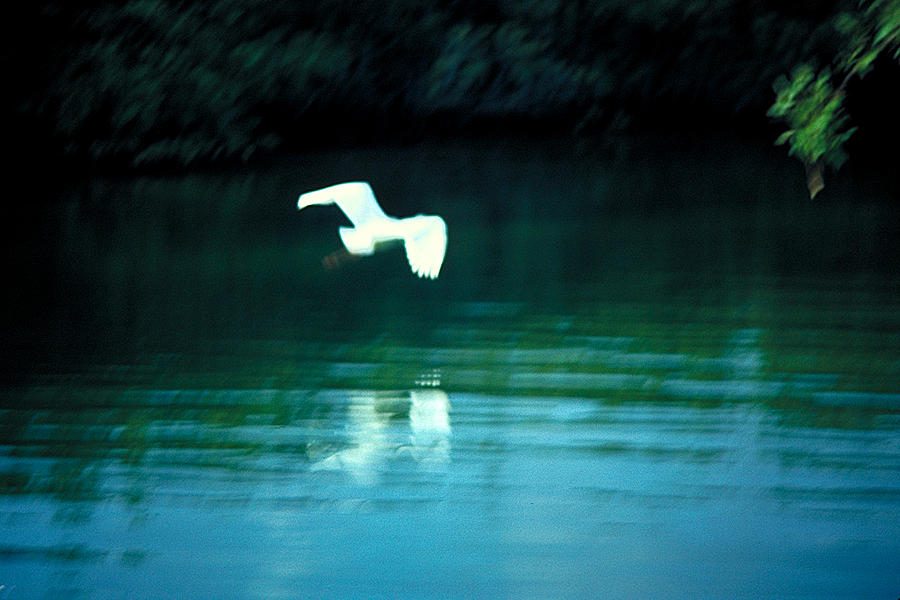 White Bird Photograph by Thomas Firak
