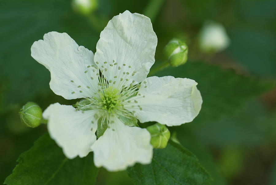 White Blackberry Flower Photograph