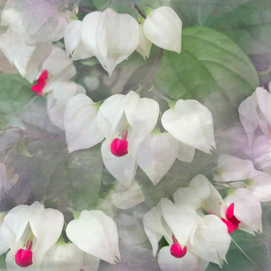 White Bleeding Hearts On Textured Background Photograph by Aimee L Maher ALM GALLERY
