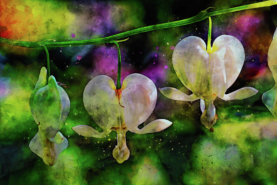 White Bleeding Hearts Watercolor Art Mixed Media by Peggy Collins
