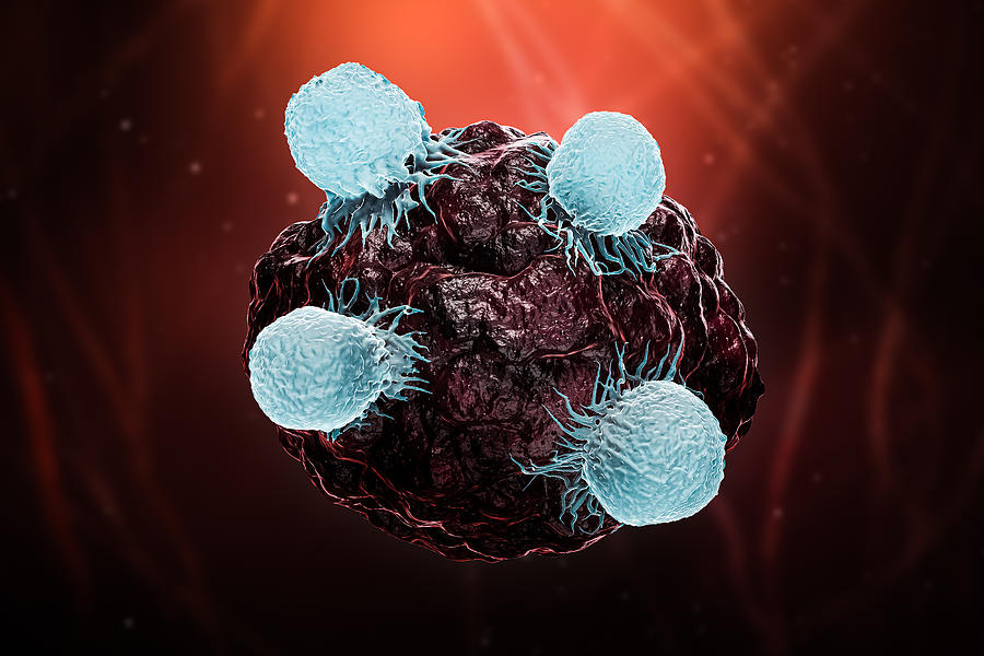 White blood cells or T lymphocytes or natural killer T attack a cancer or tumor or infected cell 3D rendering illustration. Oncology, immune system, biomedical, medicine, science, biology concepts. Photograph by Libre De Droit