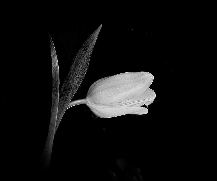 Still Life Photograph - White Bloom  by Alida M Haslett
