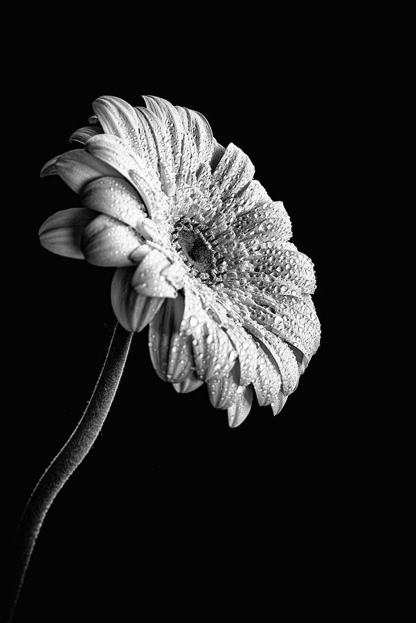 White blooming marguerite flower with waterdrops on petals isolated on black background Photograph by Michalakis Ppalis