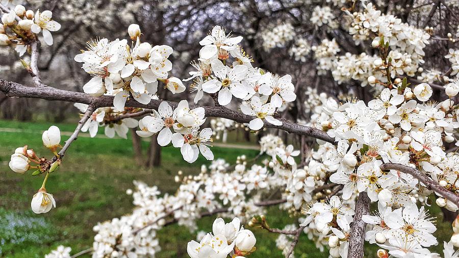 White blooms Photograph by Daniela Galiceanu - Fine Art America