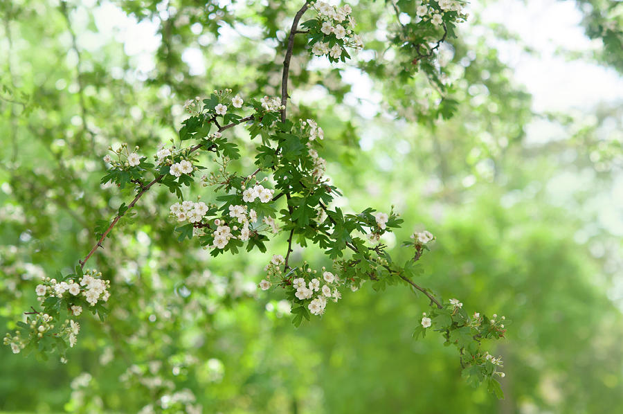 White Blooms of Hawthorn Photograph by Jenny Rainbow