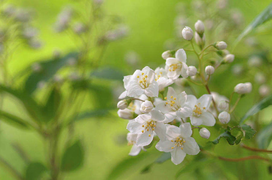 White Blooms Of Slender Deutzia 1 Photograph by Jenny Rainbow