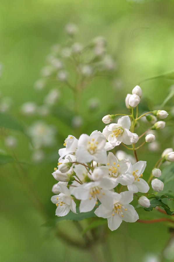 White Blooms Of Slender Deutzia 2 Photograph by Jenny Rainbow