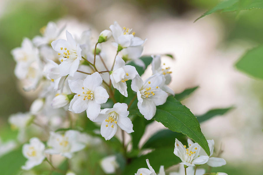 White Blooms Of Slender Deutzia 3 Photograph by Jenny Rainbow