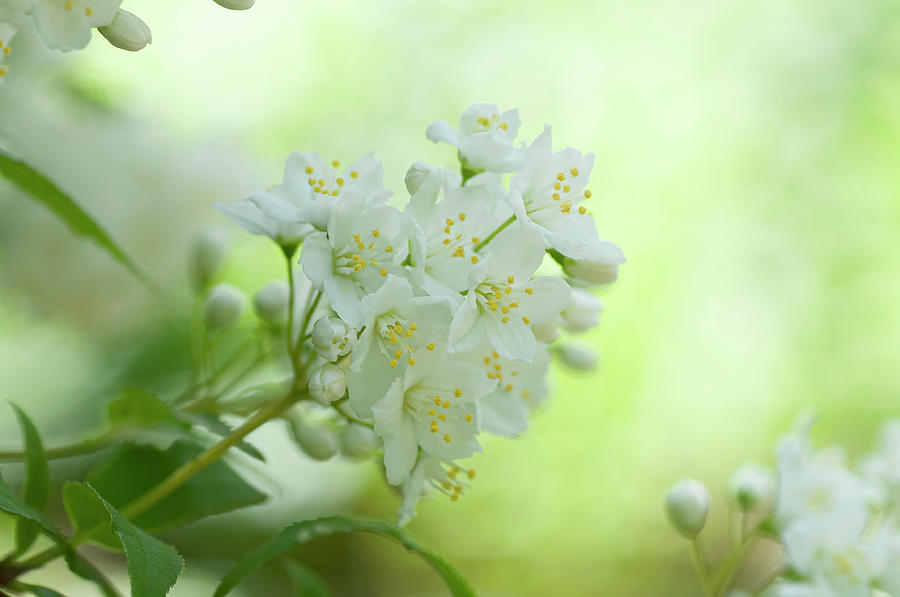 White Blooms Of Slender Deutzia 5 Photograph by Jenny Rainbow