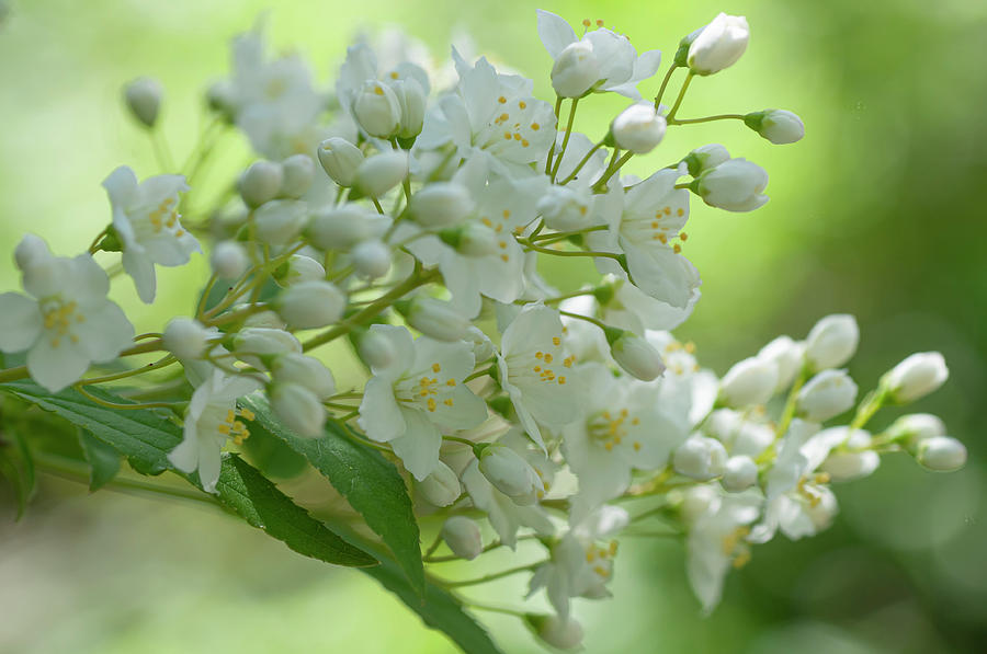 White Blooms Of Slender Deutzia 6 Photograph by Jenny Rainbow