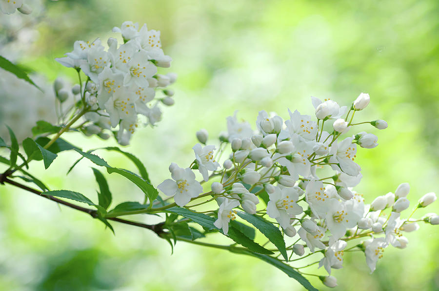 White Blooms of Slender Deutzia Photograph by Jenny Rainbow