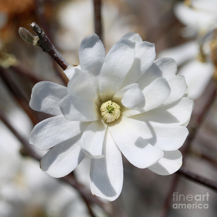 White Blossom Hug Photograph by Carol Groenen